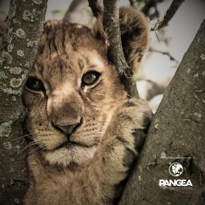Imagen Expedicion A TRAVÉS DE LA TIERRA DE LOS MAASAI