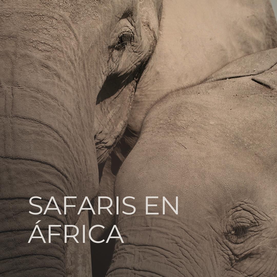 Imagen Temática SAFARIS EN ÁFRICA